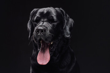 Closeup photo of a handsome black retriever in dark background