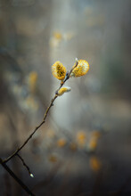 Fluffy Yellow Buds In Spring