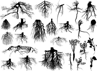 Wall Mural - large black set of roots isolated on white