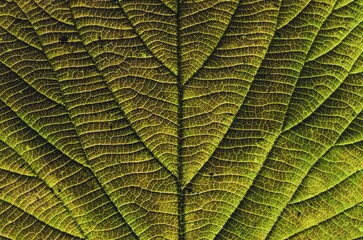 Macro Leaf