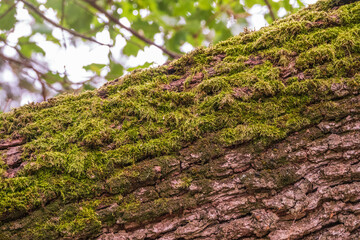 Soft thick moss in the forest on fallen tree trunk