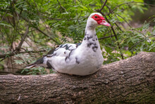 White And Black Duck With Red Head, The Muscovy Duck, Sits On The Tree On The Shore Of The Pond.