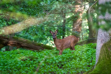 Wall Mural - Roe deer in the meadow. Deer in the grass