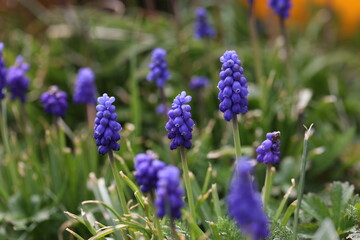 Wall Mural - Muscari, Grape Hyacinth blue flowers on sunny spring day