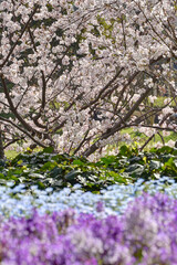 Sticker - 長居植物園の桜