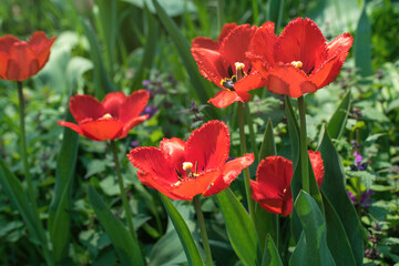 Wall Mural - Colorful sunny spring meadow. Bright red and yellow tulip buds and fresh green leaves, warm May day and sunny weather	