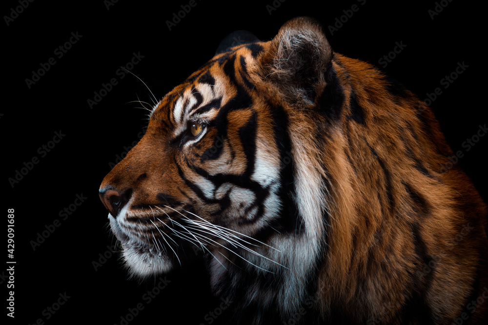 Front view of Sumatran tiger isolated on black background. Portrait of Sumatran tiger (Panthera tigris sumatrae) - obrazy, fototapety, plakaty 
