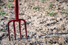 Pitch Fork Sticking Out Of The Dirt Of A Garden With The Prior Years Residue