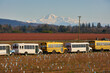 © maxdigi - Pitt Meadows Agriculture. Busses for transporting farm workers parked in a field. Mt Baker rising in the background.