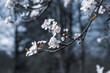 Spring. White blossoming trees on a dark background	