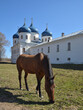 Brown horse in front of an Orthodox church . Veliky Novgorod, Russia. Yuriev Monastery. Holy Cross Cathedral 
