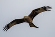 Red Kite (Milvus milvus) in flight