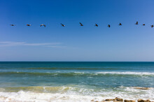 Brown Pelicans Flying In A Line Against A Bright Blue Sky And Over The Rocky Shoreline Of Flagler Beach, Florida, USA.