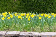A Garden Bed Of Spring Blooming Narcissus Or Daffodils Against A Background Of Cedars, An April Flowering Bulb And Sure Sign Of Spring.