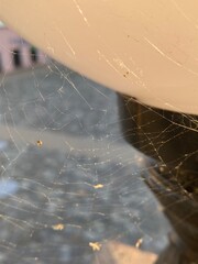 web and spider