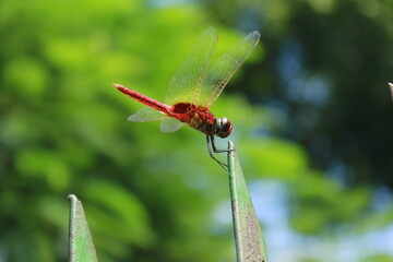 red dragonfly on a branch