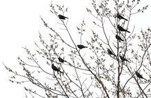 A High Contrast Image Of Black Birds Congregating In A Tree With Small Leaves Budding In Spring