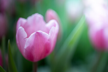 Wall Mural - Beautiful bouquet of tulips. colorful tulips. nature background