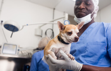 Proffesional man veterinarian holding a small dog in a veterinary clinic