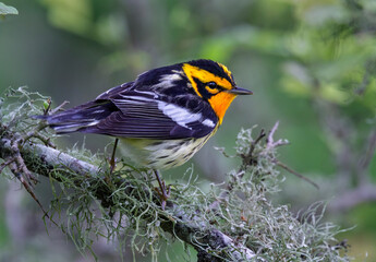 Sticker - Blackburnian warbler (Setophaga fusca) male perching in a tree, Galveston, Texas.