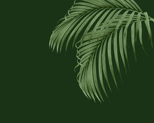 Green Palm Leaves On White Background