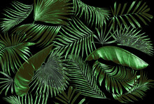 Leaf Of Palm Tree Background