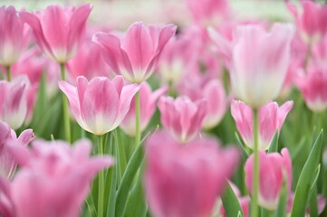 Wall Mural - Close-up shot of pink tulips in the garden on a beautiful spring day. Tulip Festival. The beauty of nature. Vibrant color blooming in the spring garden. Flower bed.
