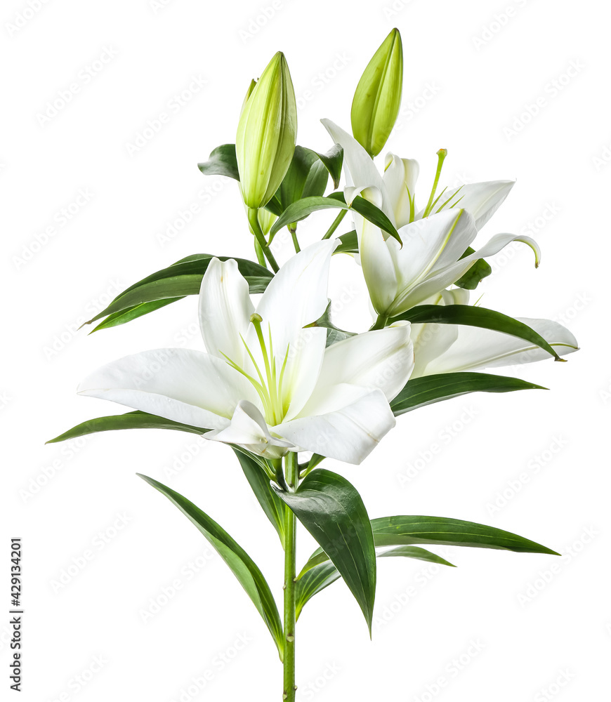 Beautiful lily flowers on white background