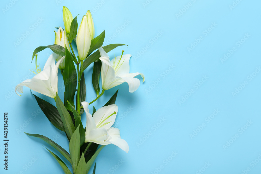 Beautiful lily flowers on color background