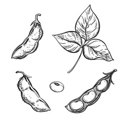 Sticker - hand drawn sketch black and white soybean, soy seeds, leaf. vector illustration. elements in graphic