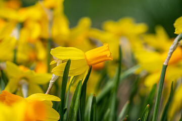 narcissus cultivar bloom in garden detail