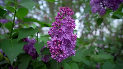 Canvas Print - Close-up view of violet lilac flower inflorescence