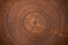 Wood Texture Of Old Stump. Natural Background Of Cut Trunk With Annual Rings