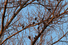 Low-angle Shot Of Many Birds Perched On The Twigs Of A Bare Tree Against The Clear Blue Sky