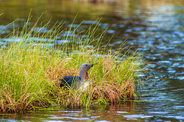 Wall Mural - Red-throated loon nesting on the Waters edge lake