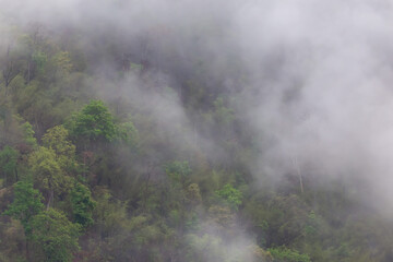 Forest, trees on the mountain with a thin mist in the morning, caused by rain at night. Summer forest in Thailand after a summer storm But makes good air Remove dust and smoke caused by forest fires.