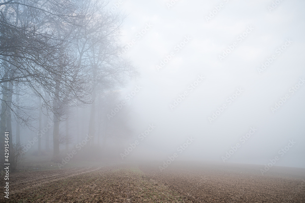 las we mgle o świcie - obrazy, fototapety, plakaty 