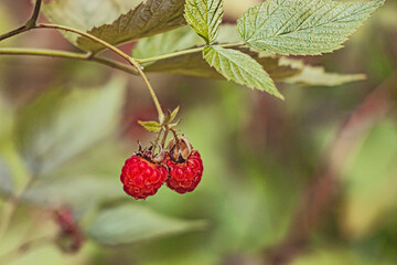 two ripe raspberries on a branch against the background of a blurred forest.