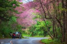 Beautiful Road On Mountain Landscape View With Cherry Blossom In The Morning At Doi Ang Khang, Chiangmai, Thailand 