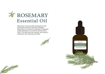 rosemary herb for essential oil extraction in medical treatment vector ep01