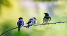 Nestlings And A Village Swallow Bird Sit On A Tree Branch On A Summer Sunny Day