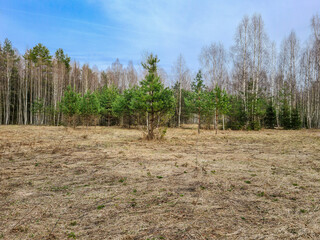 Springtime in the forest among young fir trees