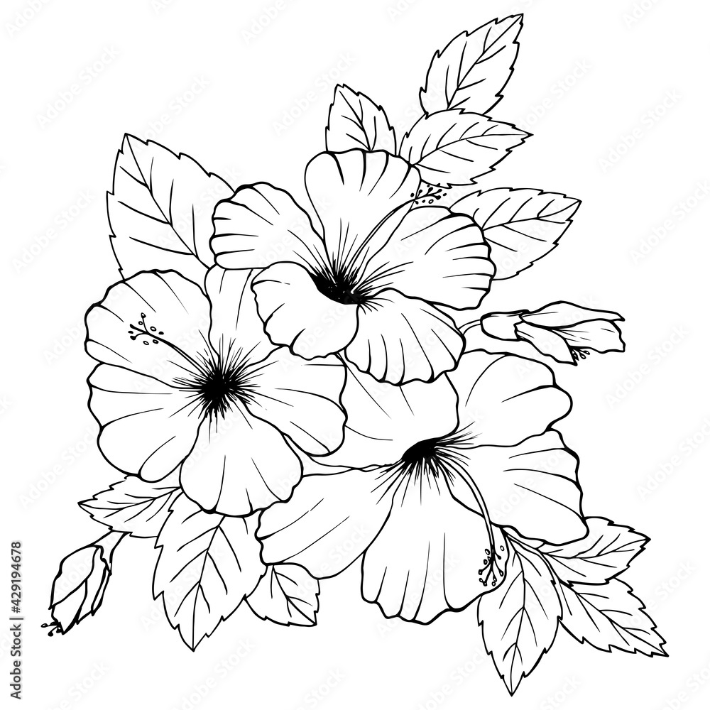 Hibiscus flowers drawing and sketch with line art on white