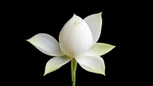 4K Time Lapse Footage Of Blooming White Lotus Flower From Bud To Full Blossom Then Back To Bud Isolated On Black Background, Close Up B Roll Shot Side View.