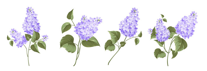 Wall Mural - Set of differents lilac on white background.