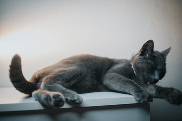 Poster - Portrait of a gray British cat in a bow tie lying on the table