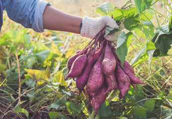 Wall Mural - Hand holding sweet potato close up.