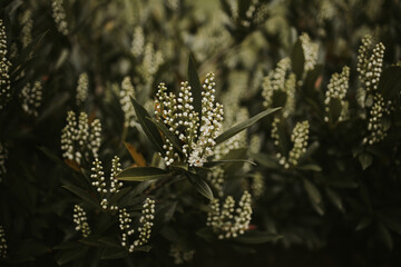 Wall Mural - Prunus laurocerasus or cherry laurel branch with dark green leaves and white flowers