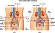Medical illustration shows the major organs of the female and male urinary system, with annotations.