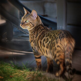 Fototapeta Zwierzęta - Bengal cat outdoors